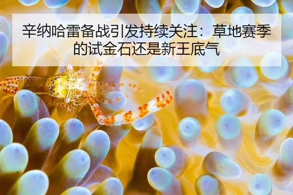辛纳哈雷备战引发持续关注：草地赛季的试金石还是新王底气